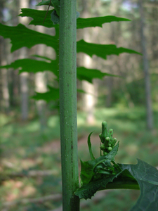 Photo By: Stephen M. Young. Photo taken: Warren County, NY on 11 August 2005